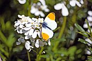 Orange-tip 