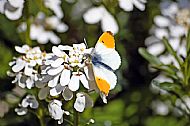 Orange-tip 