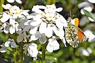 Orange-tip 