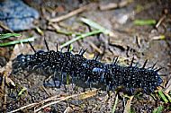 Peacock Caterpillar