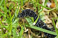 Peacock Caterpillar