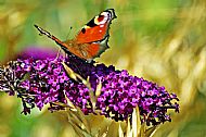 Peacock