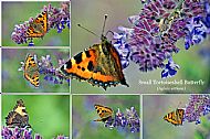 Small Tortoiseshell 