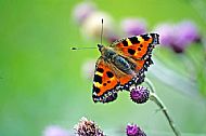 Small Tortoiseshell
