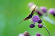 Small Tortoiseshell
