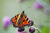 Small Tortoiseshell