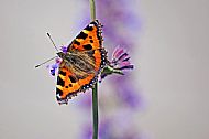 Small Tortoiseshell