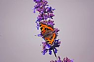 Small Tortoiseshell