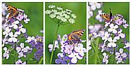 Small Tortoiseshell