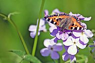 Small Tortoiseshell