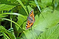 Small Tortoiseshell