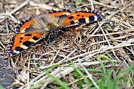 Small Tortoiseshell