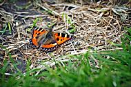 Small Tortoiseshell