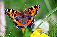 Small Tortoiseshell