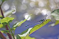 Common Blue Damselfly