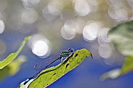 Common Blue Damselfly