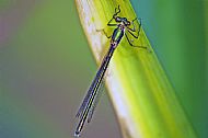 Emerald Damselfly
