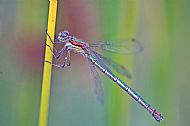Common Blue Damselfly