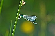 Blue-tailed Damselfly
