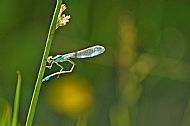 Blue-tailed Damselfly