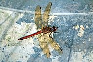 Red Dragonfly