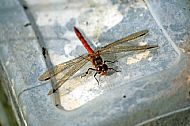 Red Dragonfly