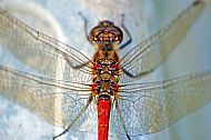 Red Dragonfly