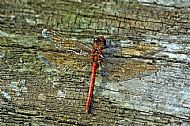 Red Dragonfly