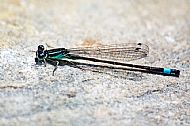 Blue-tailed Damselfly
