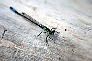 Blue-tailed Damselfly
