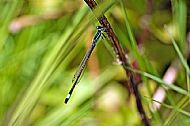Blue-tailed Damselfly