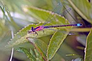Blue-tailed Damselfly