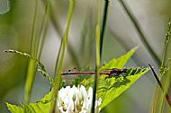 Red Damselfly