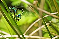 Common Blue Damselfly
