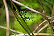 Common Blue Damselfly