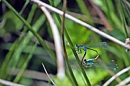 Common Blue Damselfly