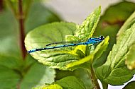 Common Blue Damselfly