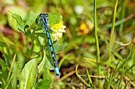 Common Blue Damselfly