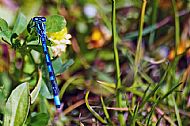 Common Blue Damselfly