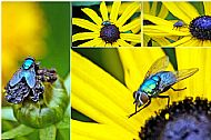 Bluebottle