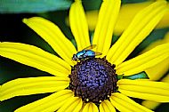 Bluebottle