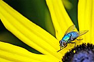 Bluebottle