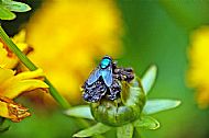 Bluebottle