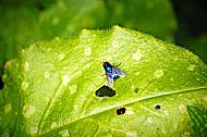 Bluebottle