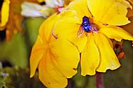 Bluebottle