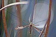 Crane Fly
