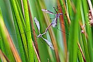 Crane Fly