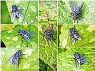 Flesh Fly