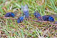 Flesh Fly