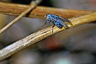 Flesh Fly
